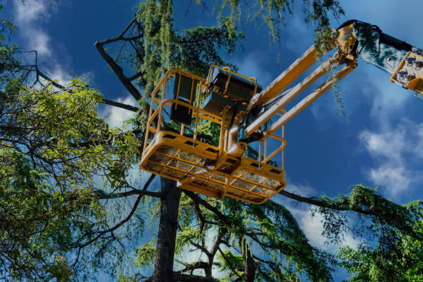 Best Hazardous Tree Removal  in Centerfield, UT